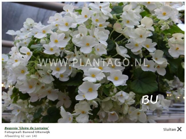 B. ‘Gloire de Lorraine Alba’
